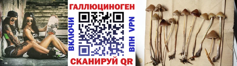 цена Армавир мега маркетплейс Галлюциногенные грибы Psilocybe